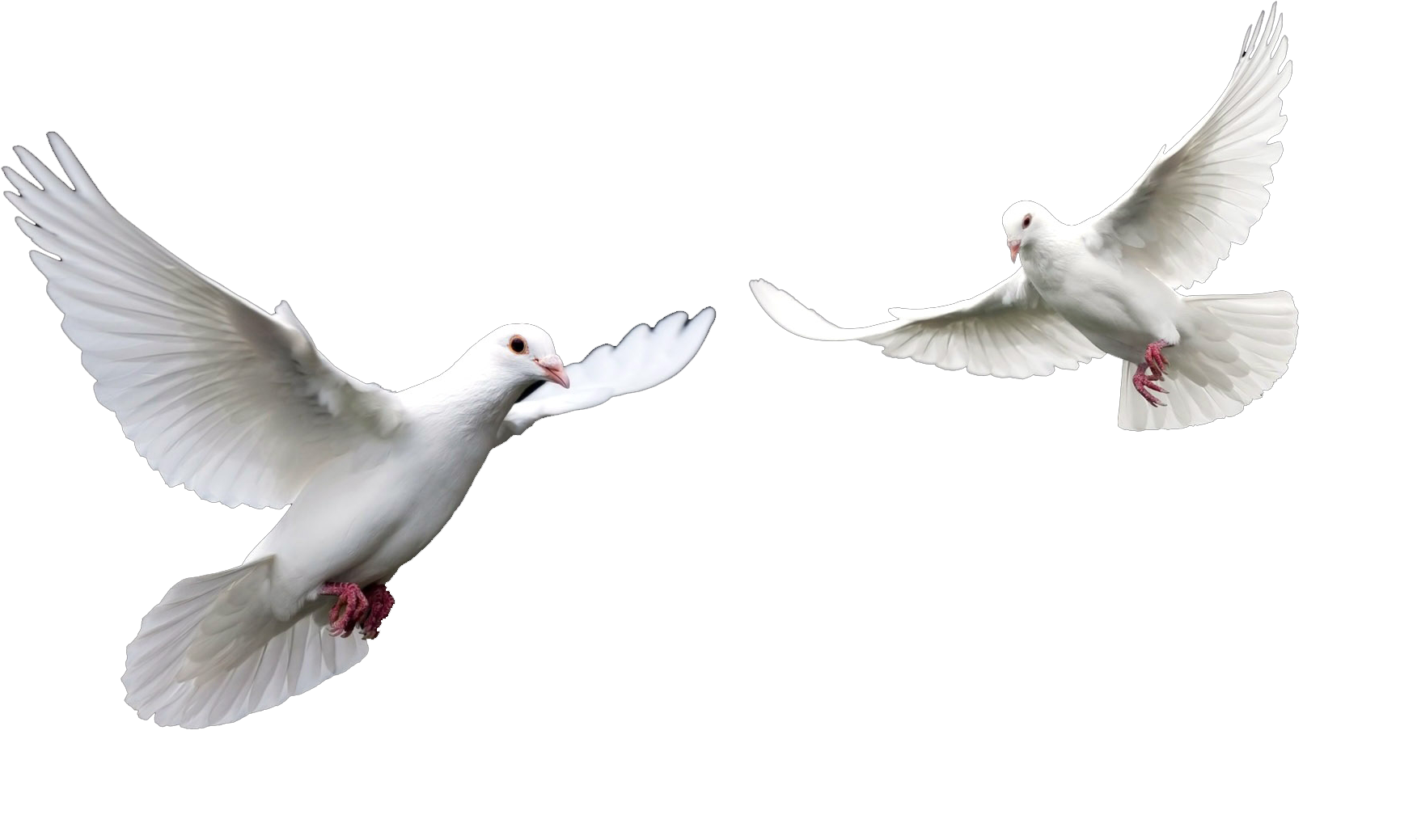 White Dovesin Flight