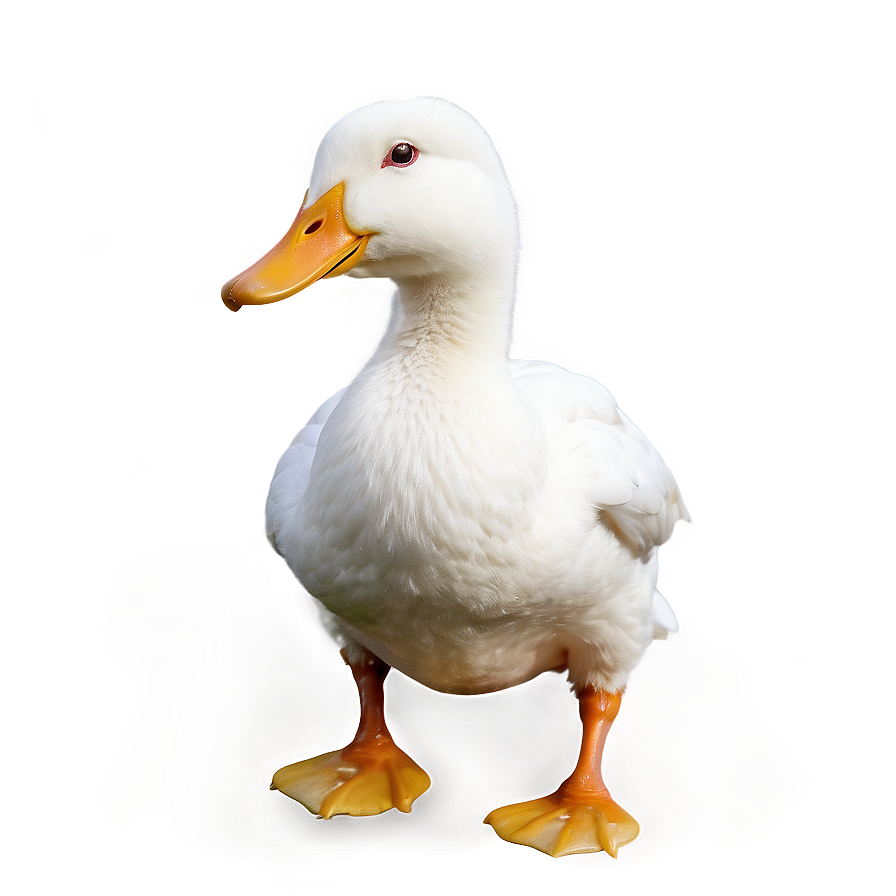 White Duck Png 73