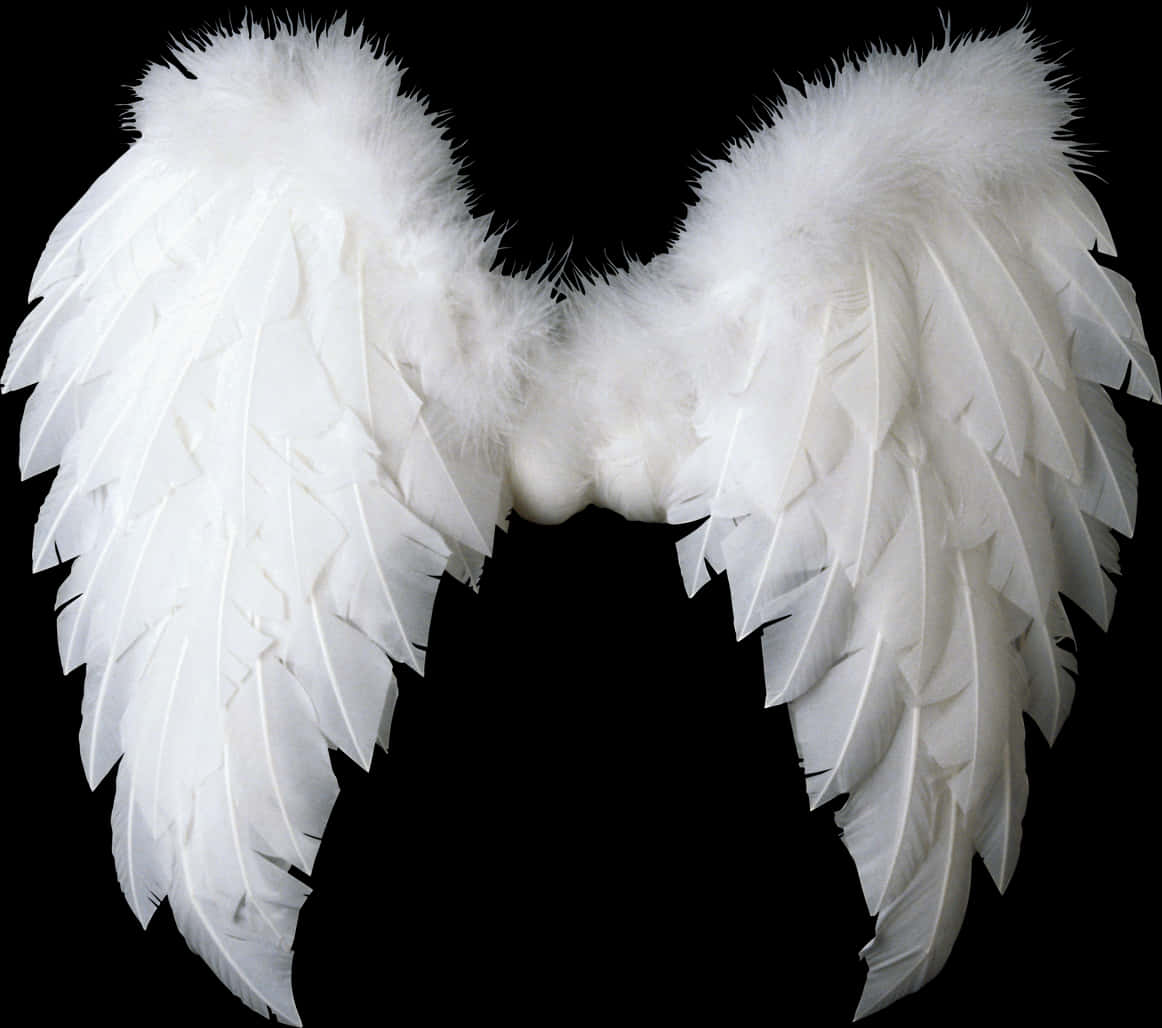 White Feathered Angel Wings Isolated