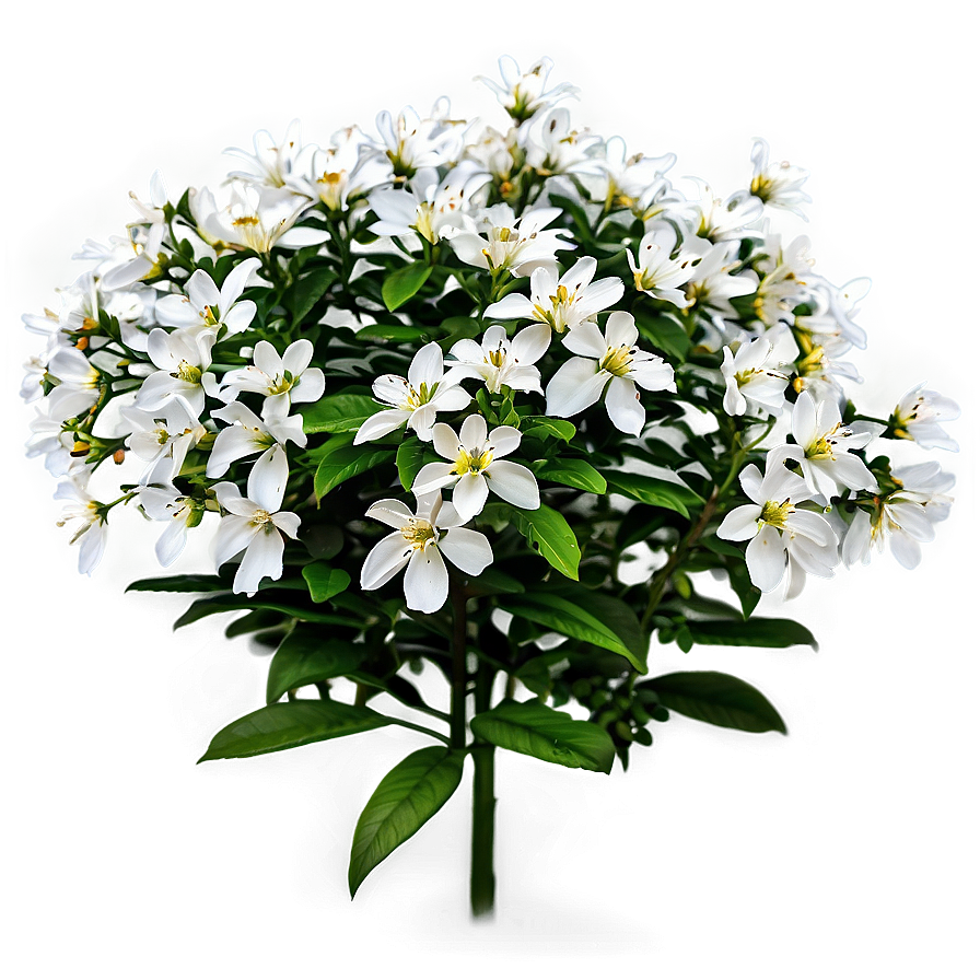 White Flower Bush Png 06122024