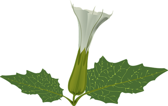 White Flower Green Leaves Vector Illustration