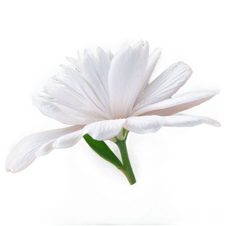 White Flower Petal Png Vgs