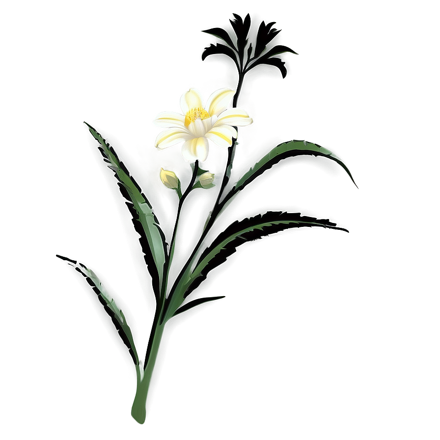 White Flower Silhouette Png 05242024