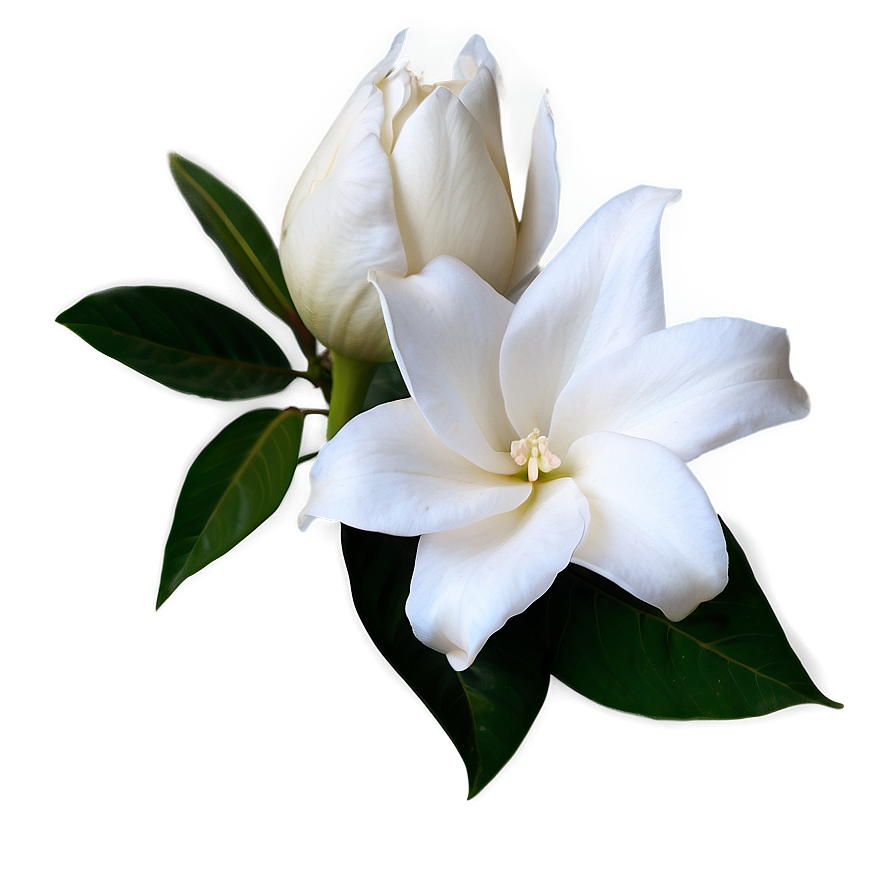 White Gardenia Flower Png Jjb21