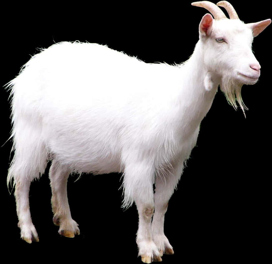 White Goat Black Background