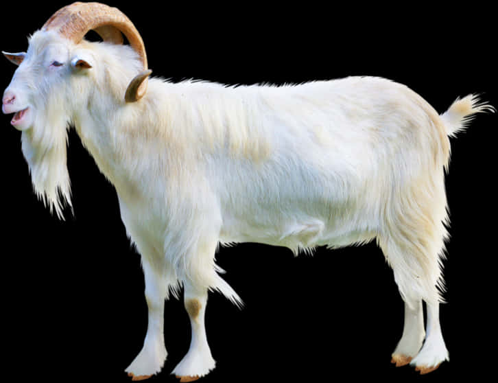 White Goat Profile Image