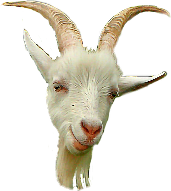 White Goatwith Curved Horns