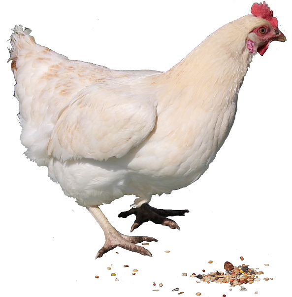 White Hen Standing Transparent Background.png