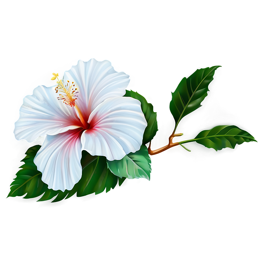 White Hibiscus Png 47