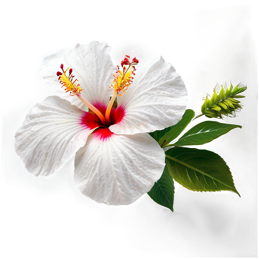 White Hibiscus Png 9