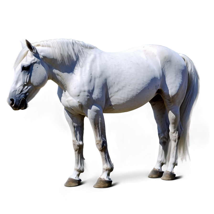 White Horse Png 05032024