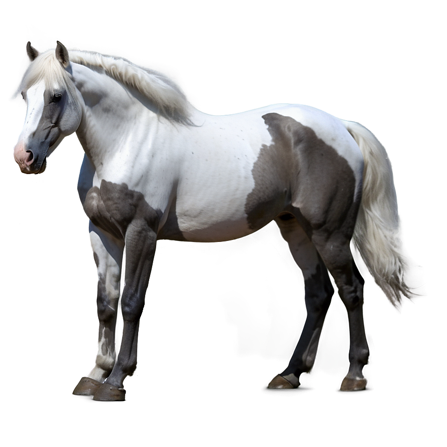 White Horse Png 80