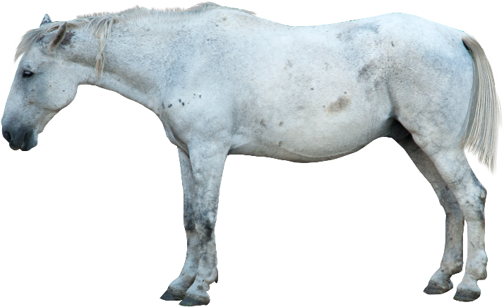 White Horse Profile Isolated