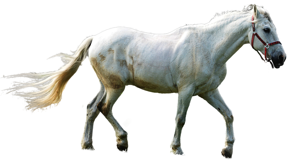 White Horse Transparent Background