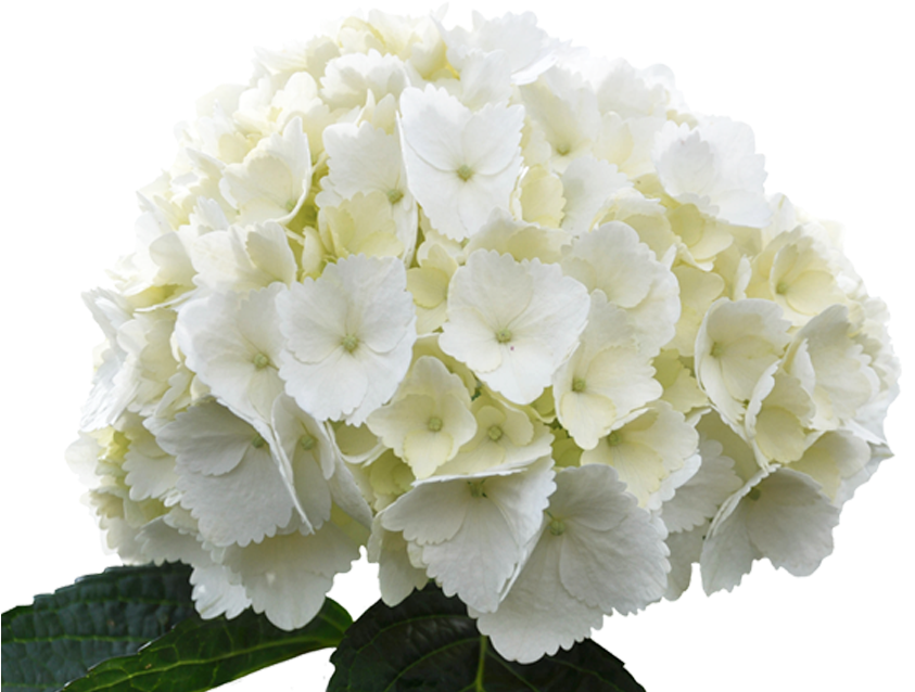 White Hydrangea Bloom