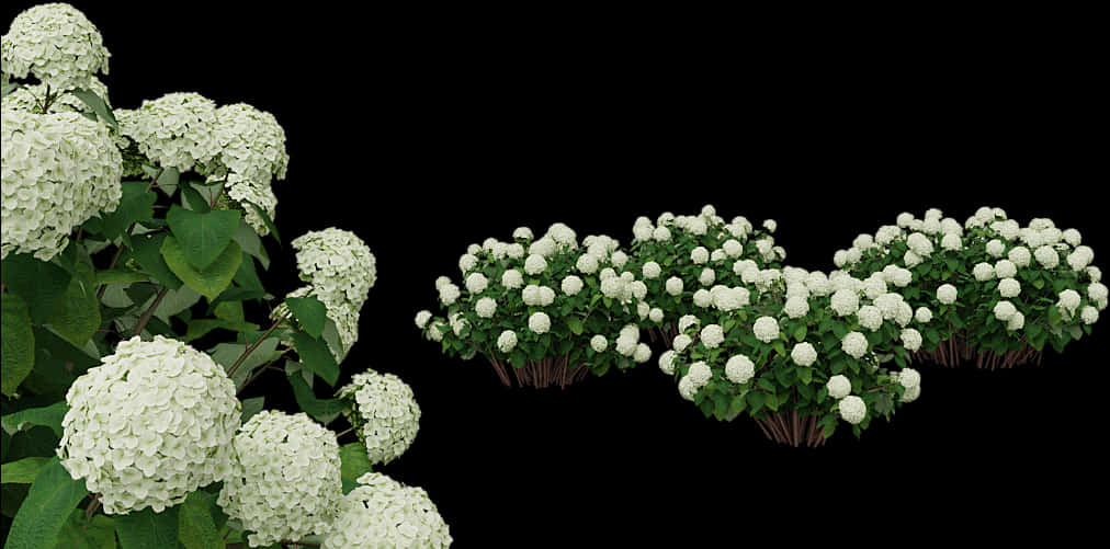 White Hydrangea Bushes