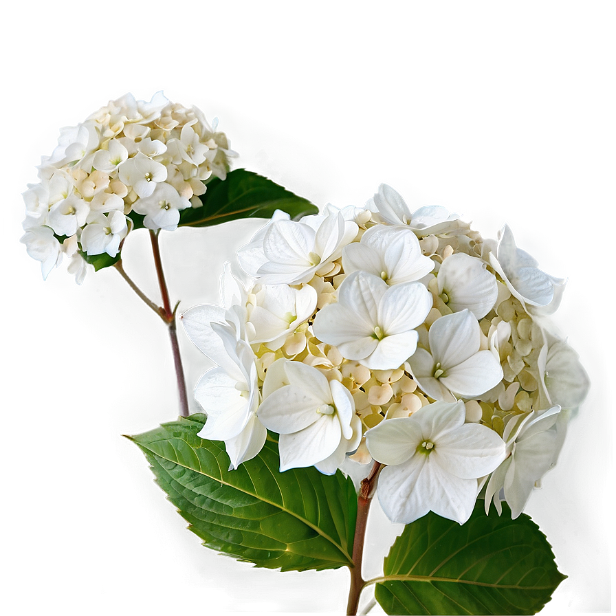 White Hydrangea Png 05242024