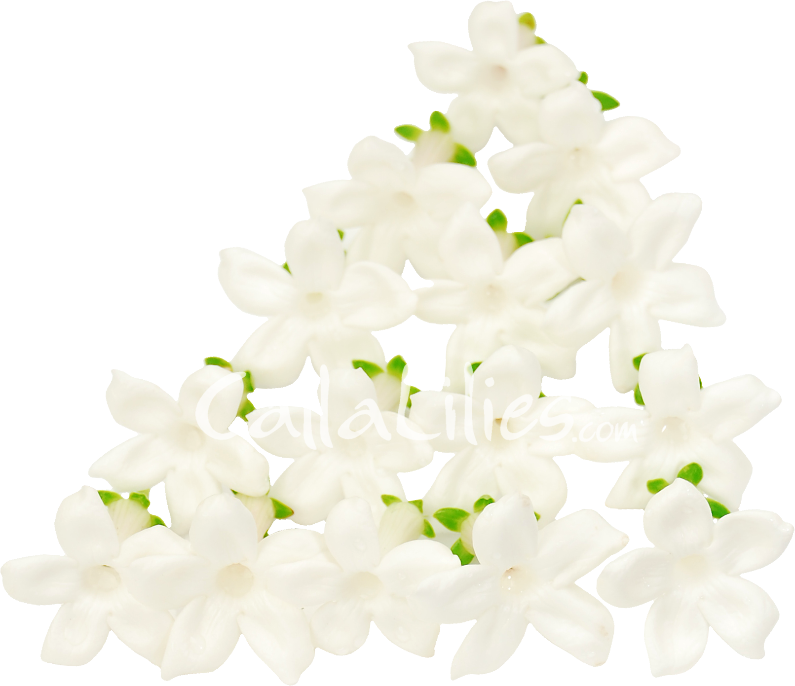 White Jasmine Flowers Arrangement