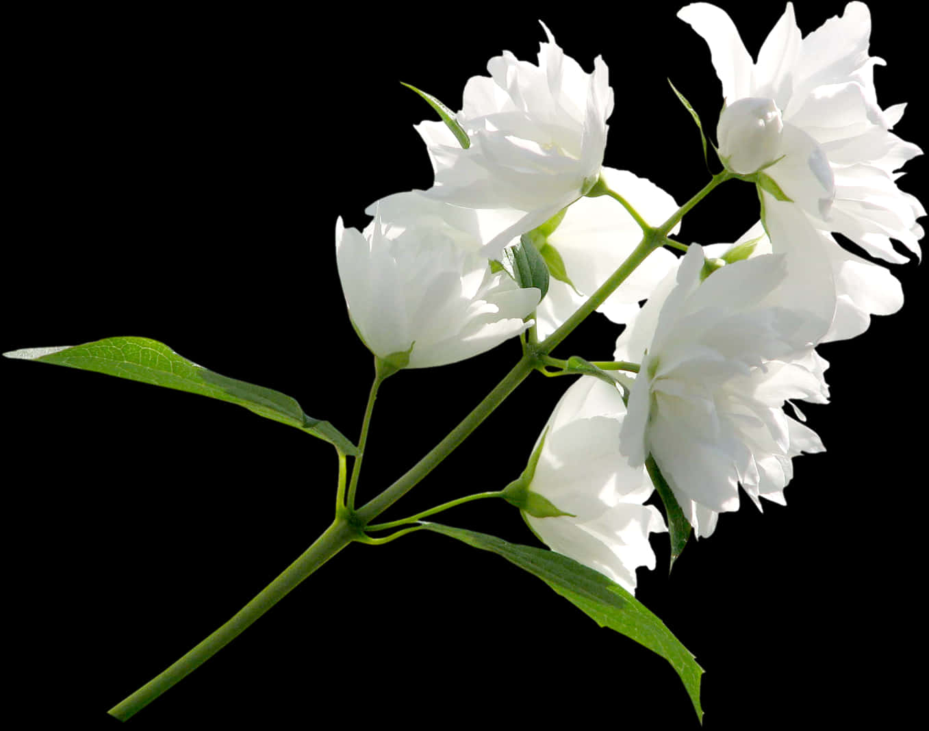 White Jasmine Flowers Black Background