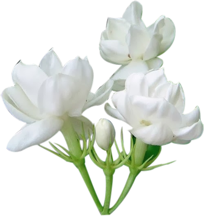 White Jasmine Flowers Isolated Background