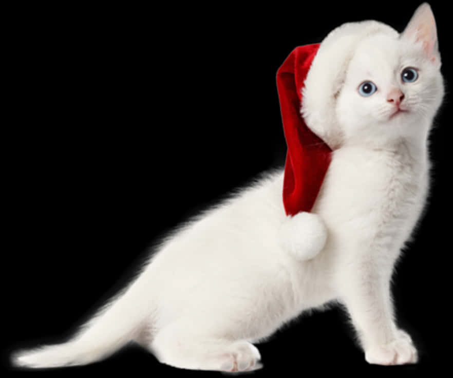 White Kittenin Santa Hat