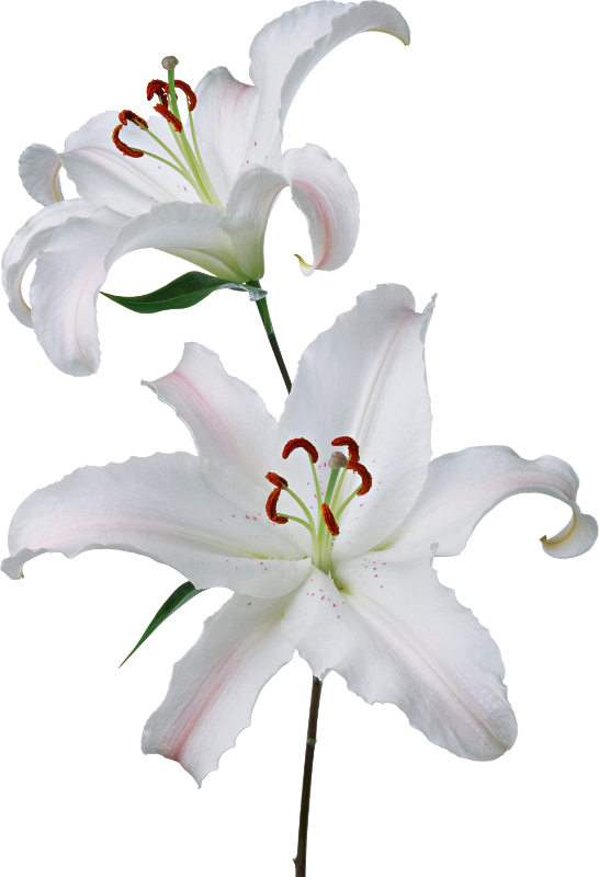 White Lily Blossoms