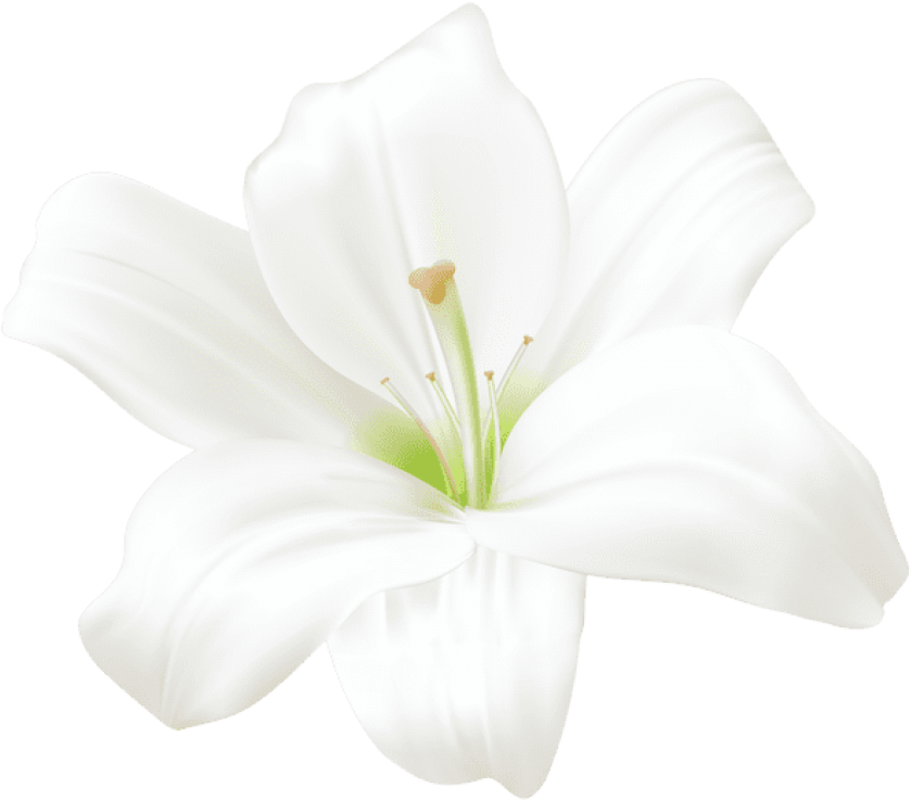 White Lily Flower Graphic