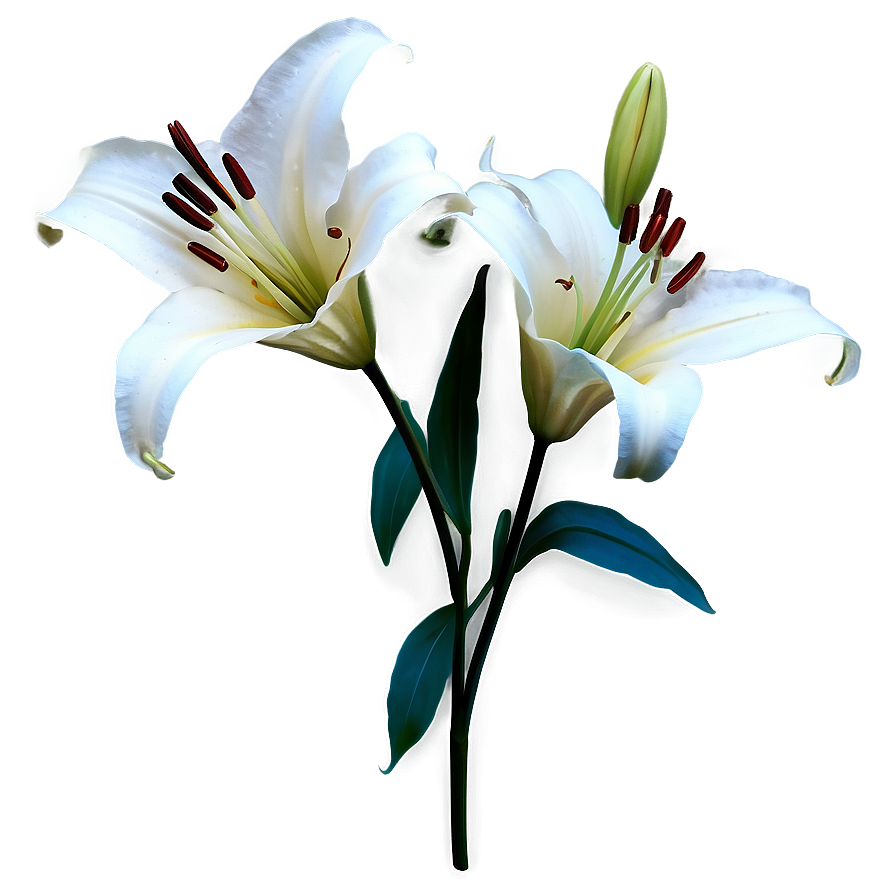 White Lily Flower Png 06272024