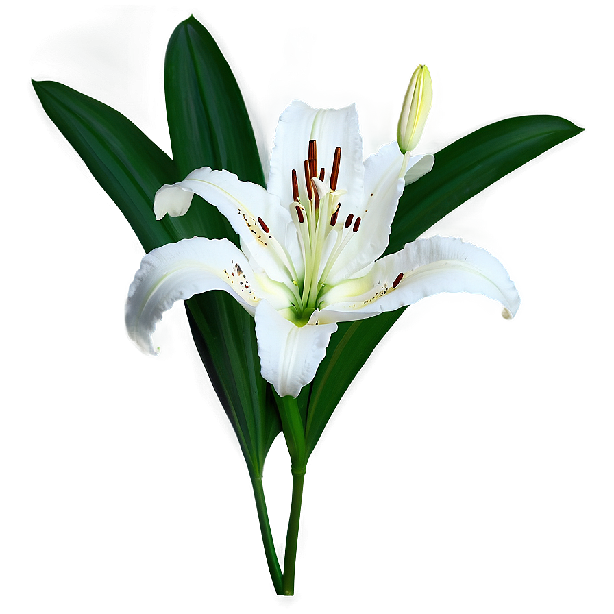 White Lily Flower Png 84