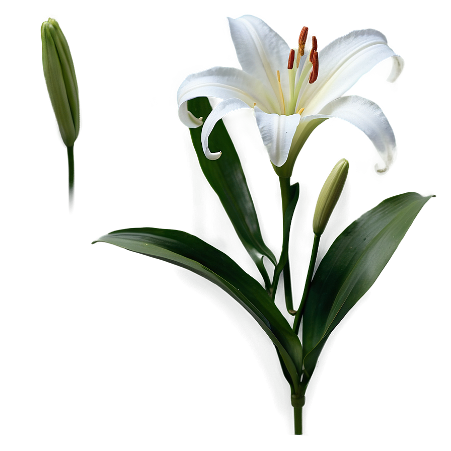 White Lily Flower Png Kyd3