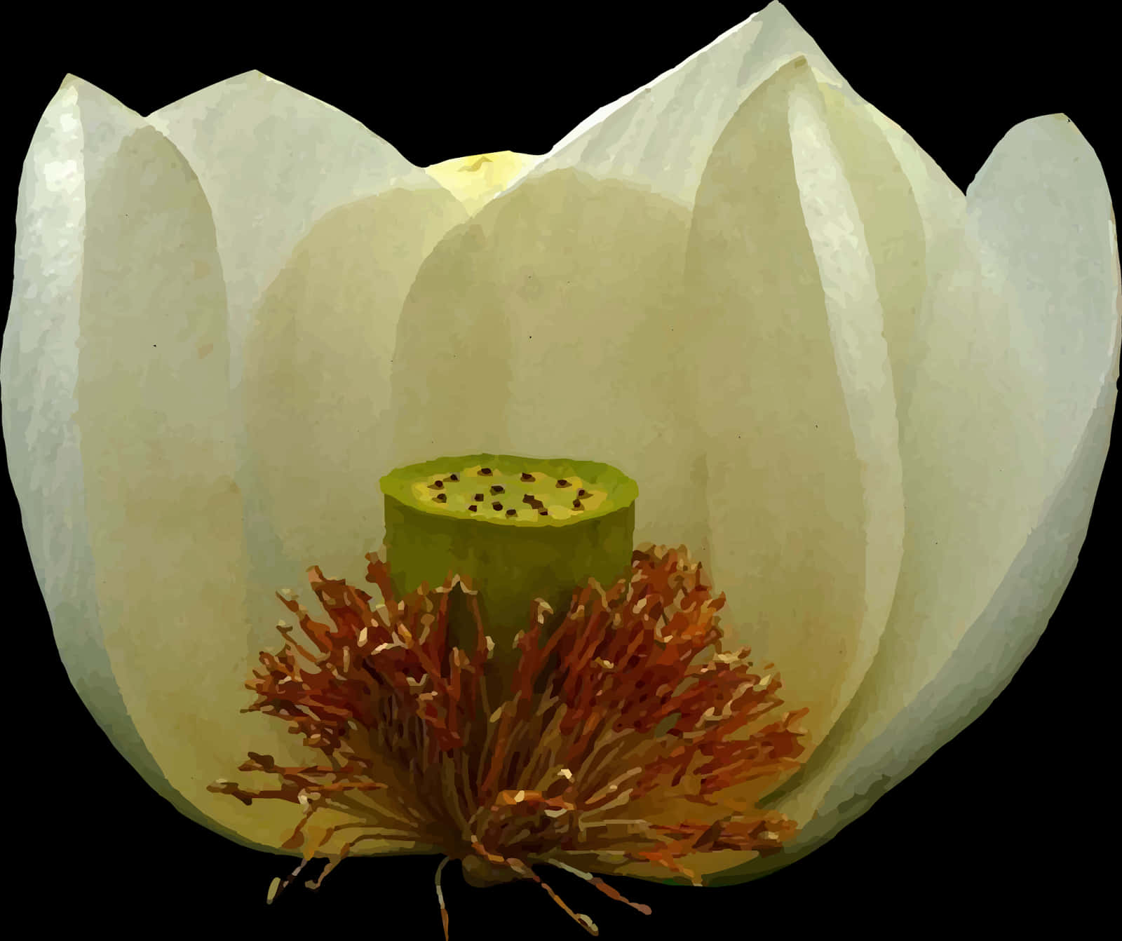 White Lotus Flower Closeup