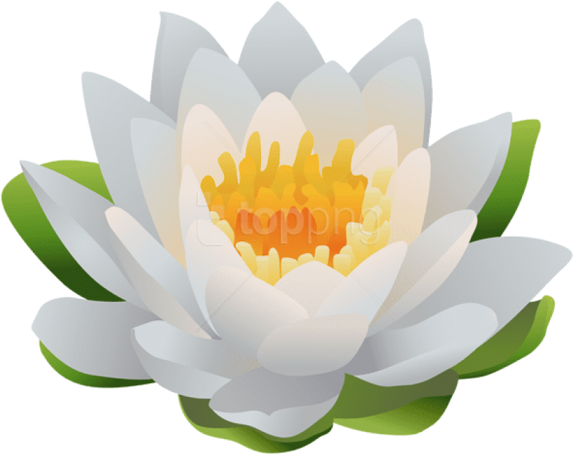 White Lotus Flower Illustration