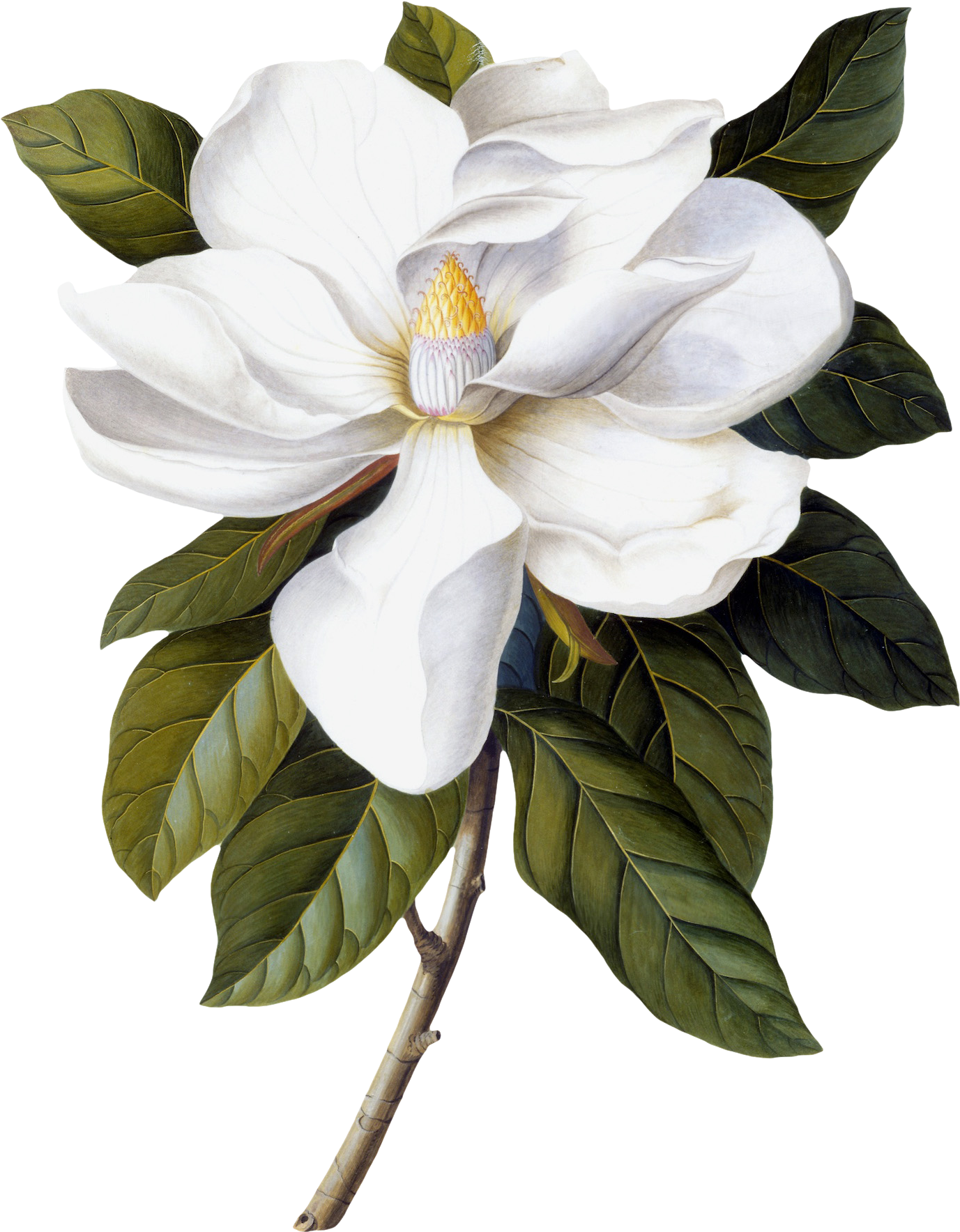 White Magnolia Bloom Illustration