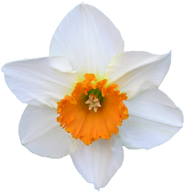 White Narcissus Flower Orange Center.png