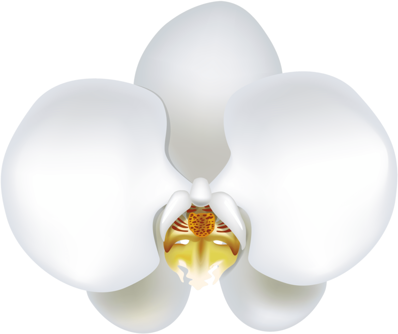 White Orchid Bloom Illustration