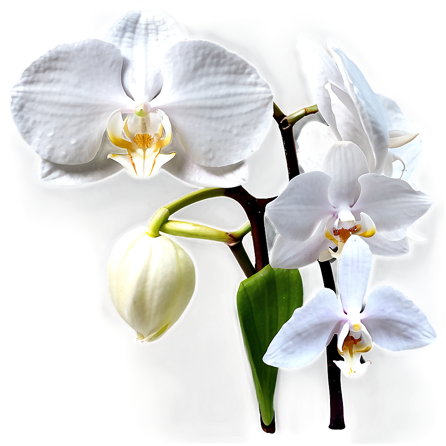 White Orchid Flower Png 73