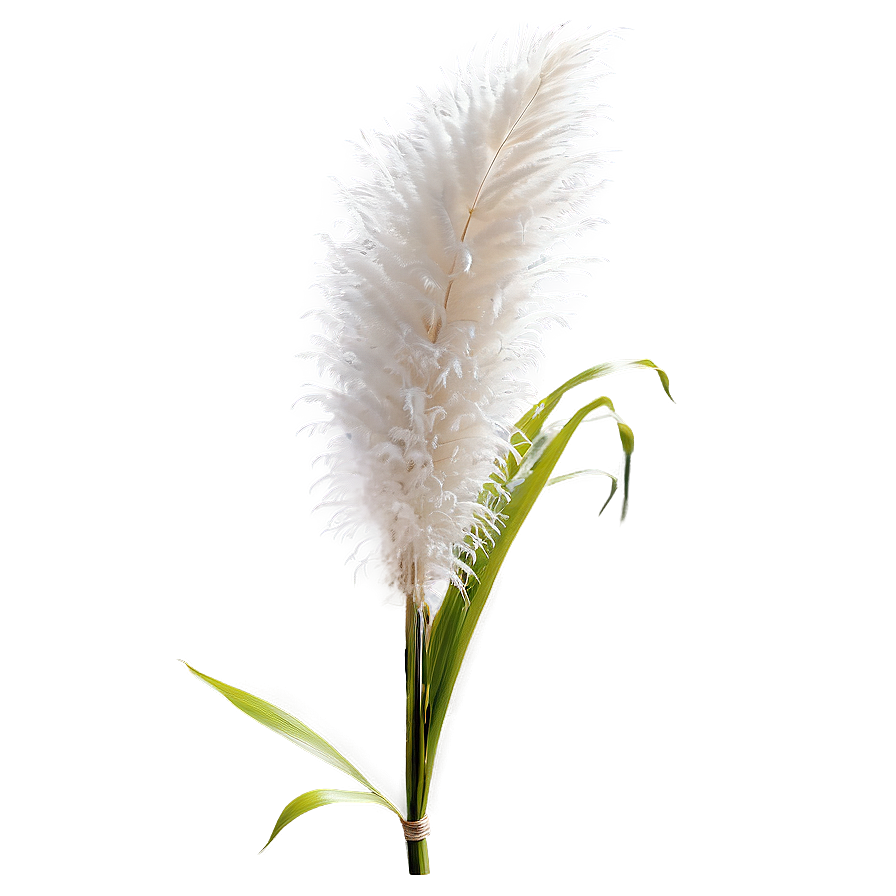 White Pampas Grass Png Pbw63