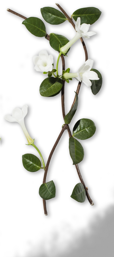 White Periwinkle Flowers Vine