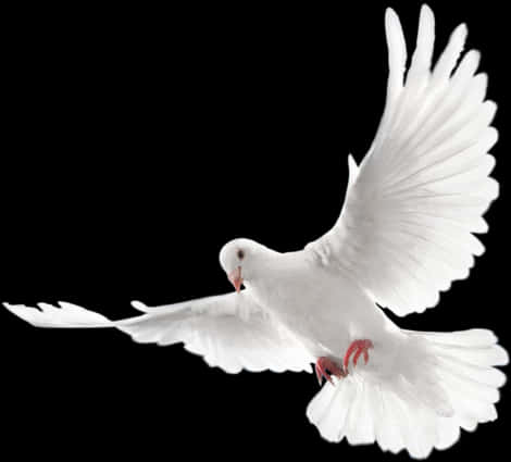 White Pigeon In Flight