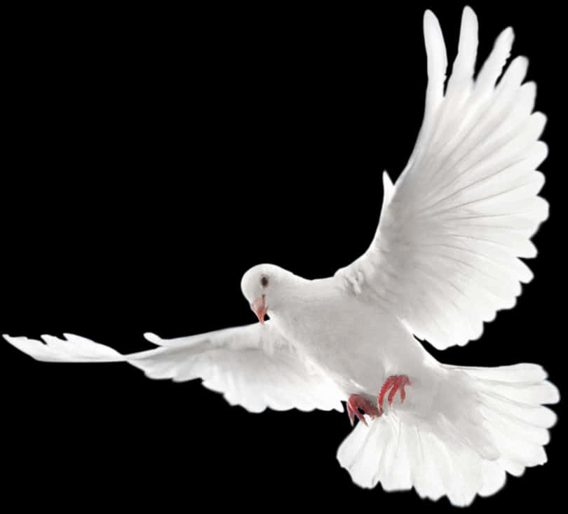 White Pigeon In Flight
