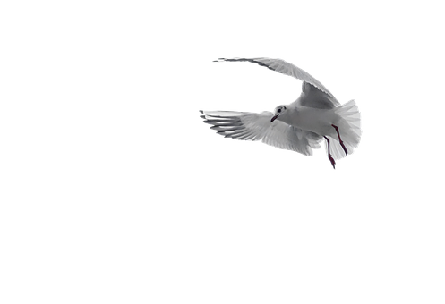 White Pigeon In Flight Black Background.jpg