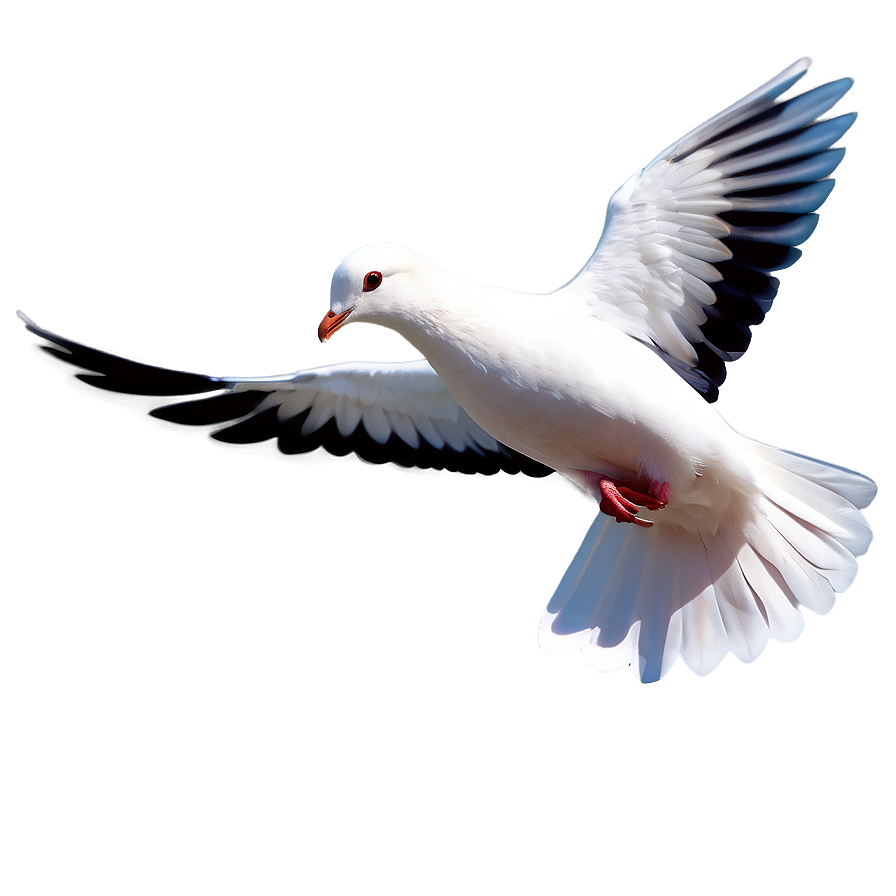 White Pigeon Peace Symbol Png 05242024