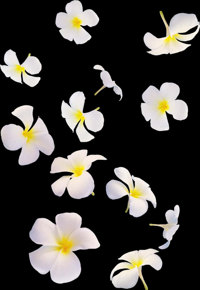 White Plumeria Flowers Against Black Background