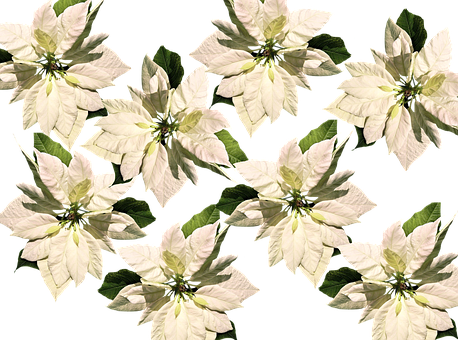 White Poinsettia Pattern Christmas Background.jpg