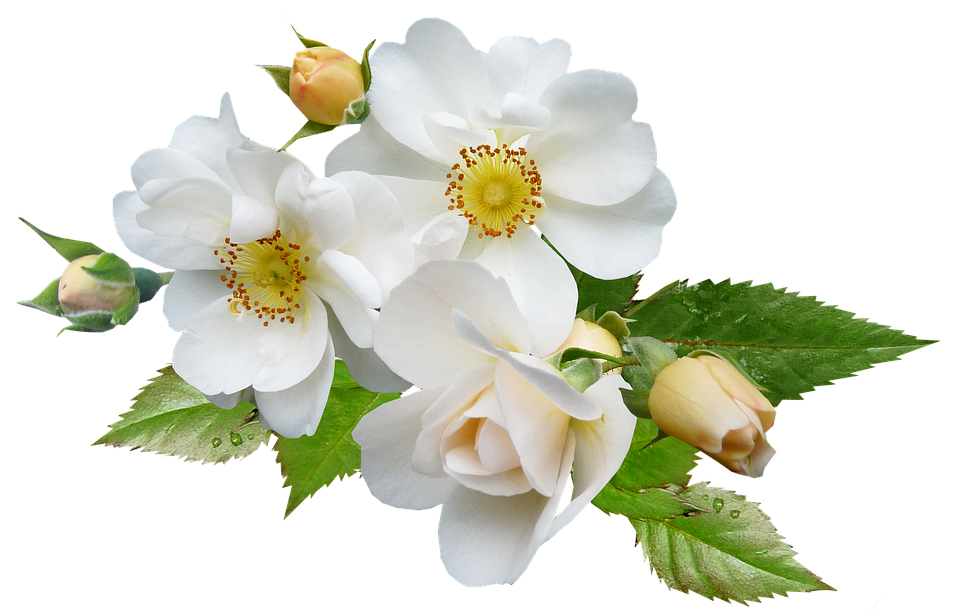 White Rose Blossoms Transparent Background