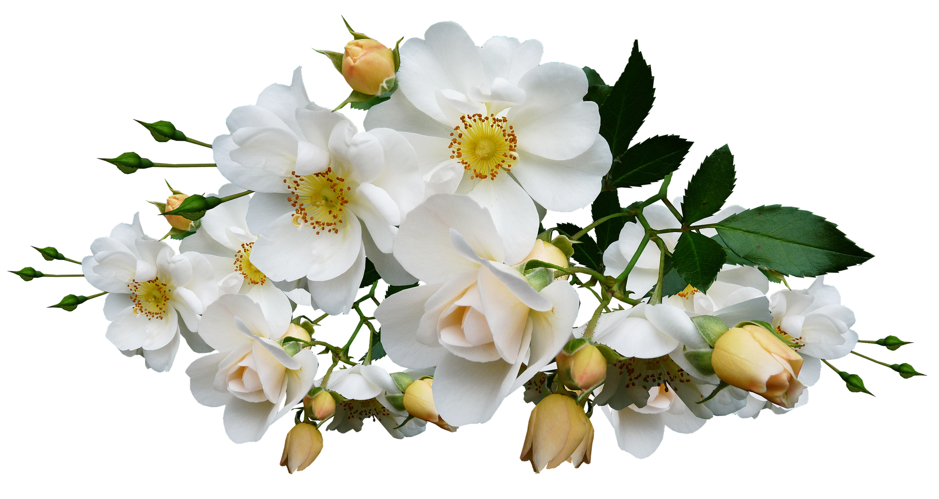 White Rose Bouquet Black Background