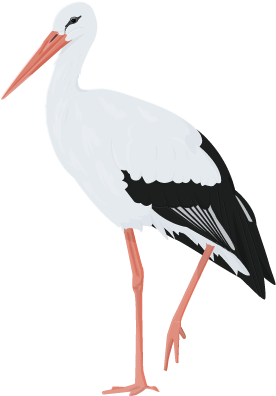 White Stork Illustration.png