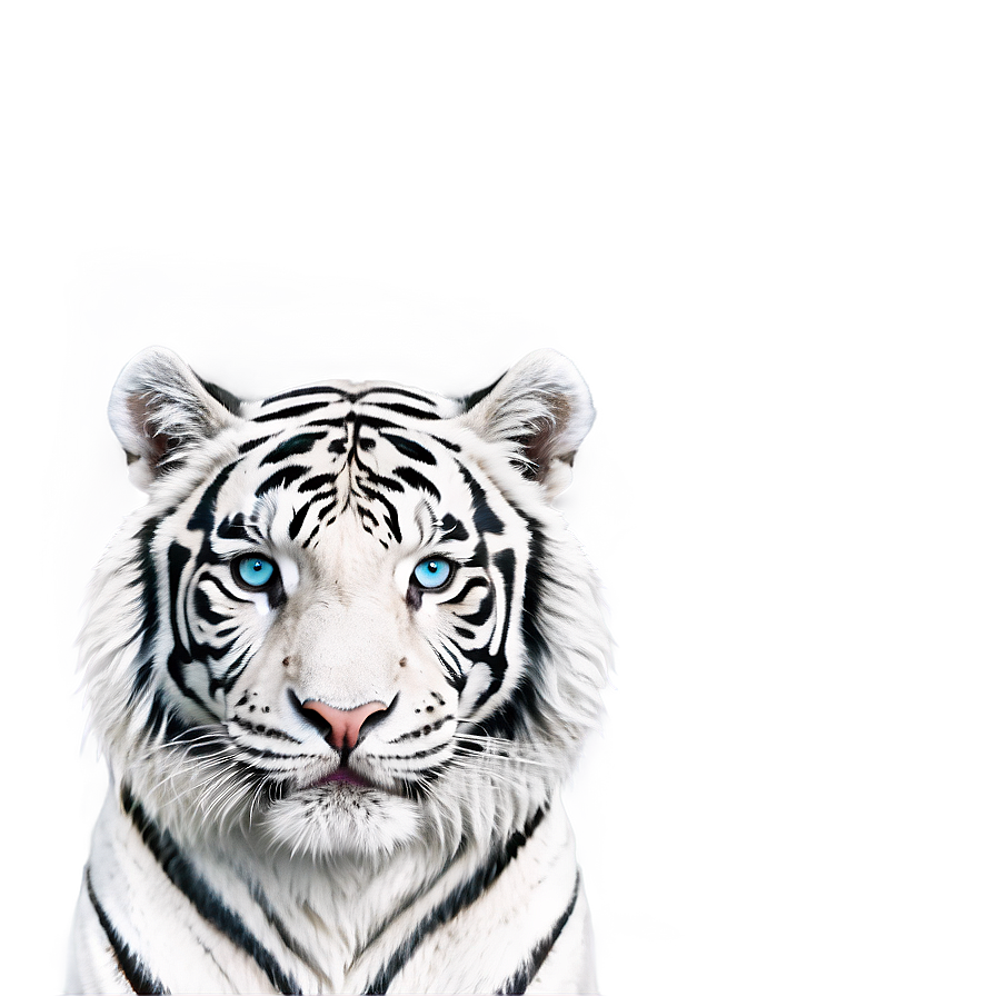 White Tiger Png 73