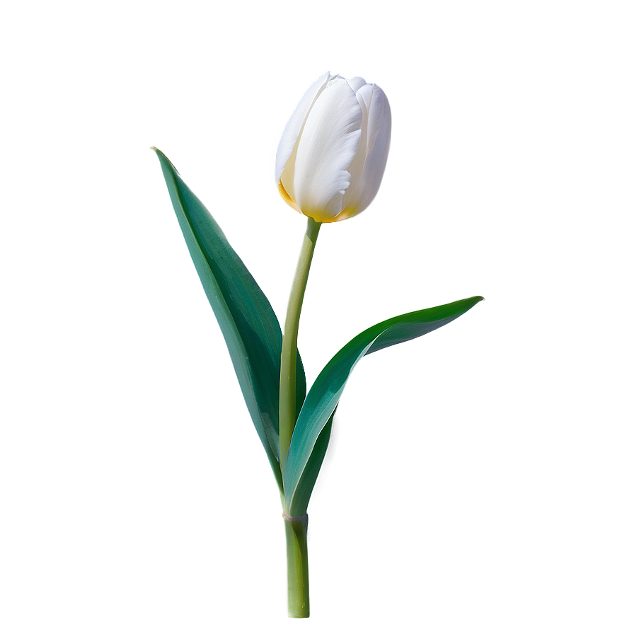 White Tulip Png 05212024