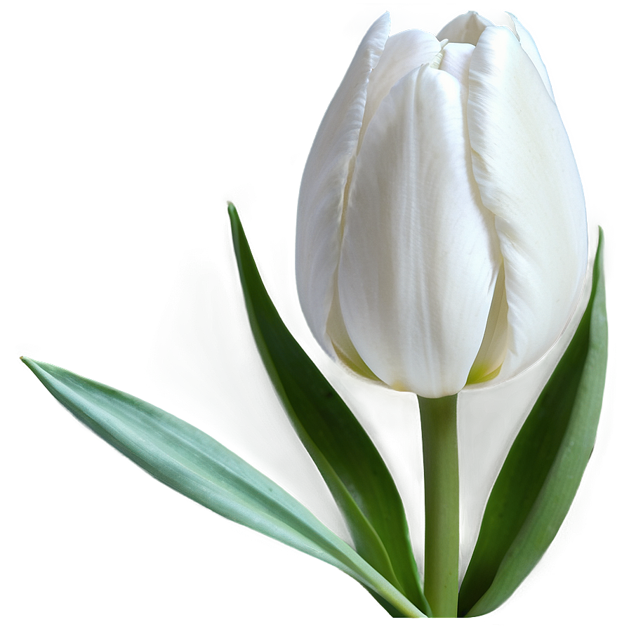 White Tulip Png 05212024